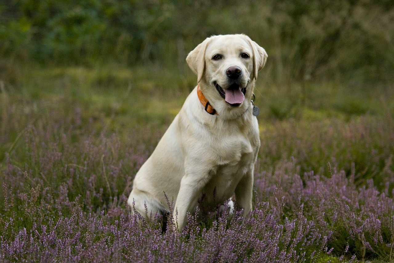 Labradoras,  Labradoras,  Šuniukas, Nemokamos Nuotraukos,  Nemokama Licenzija