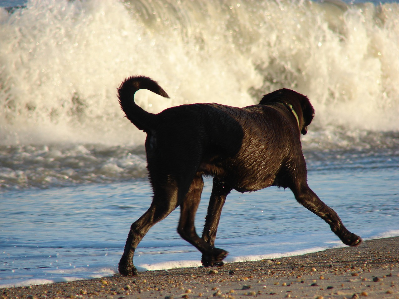 Labradoro Retriveris, Papludimys, Labradoras, Nemokamos Nuotraukos,  Nemokama Licenzija