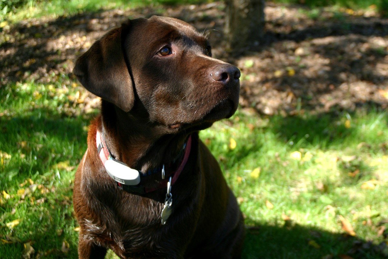 Labradoro Retriveris, Šokoladas, Šuo, Ruda, Naminis Gyvūnėlis, Šunys, Darbo, Medžioklė, Paukščiai, Vanduo