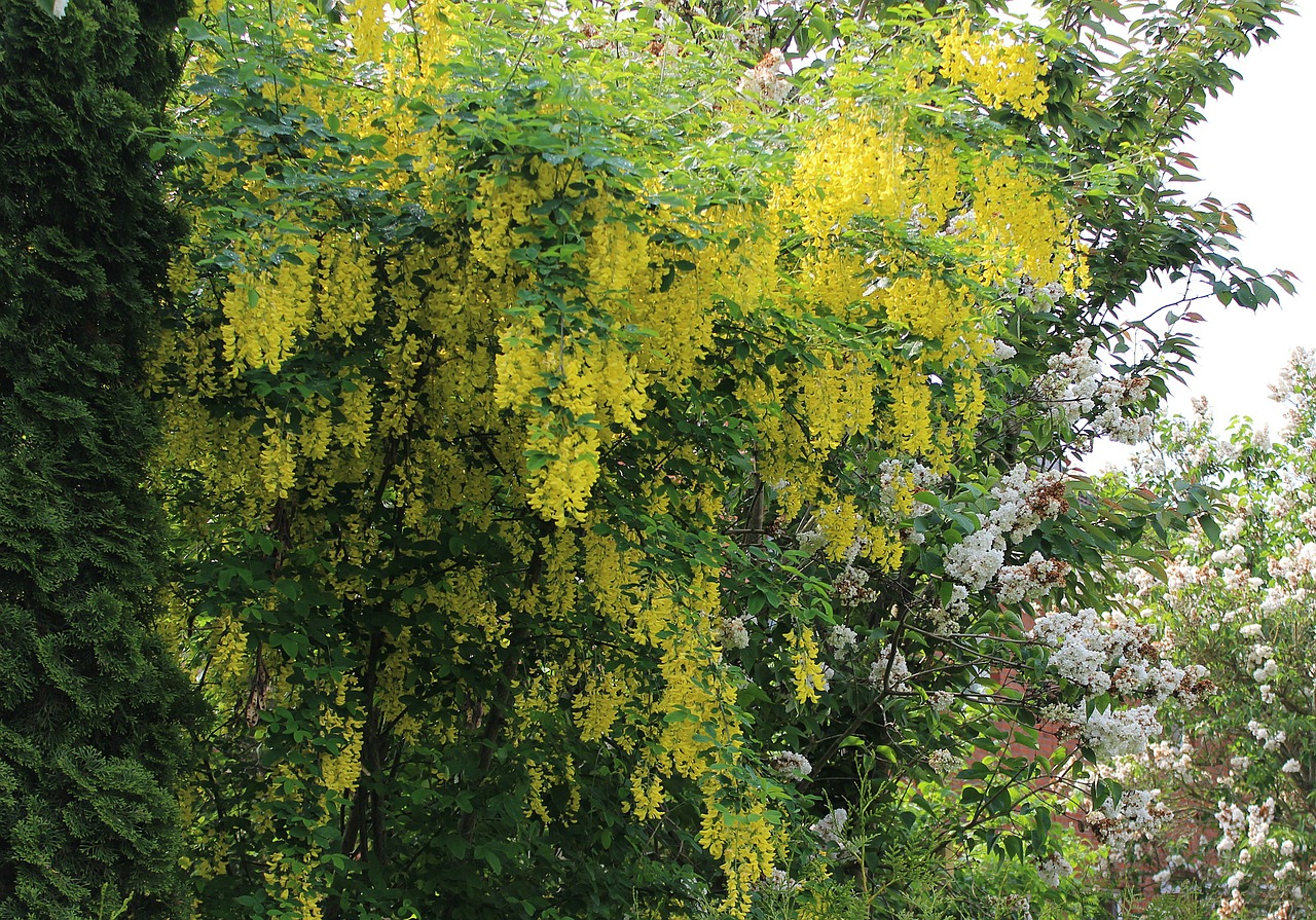 Laburnum, Gėlės, Geltona, Nemokamos Nuotraukos,  Nemokama Licenzija