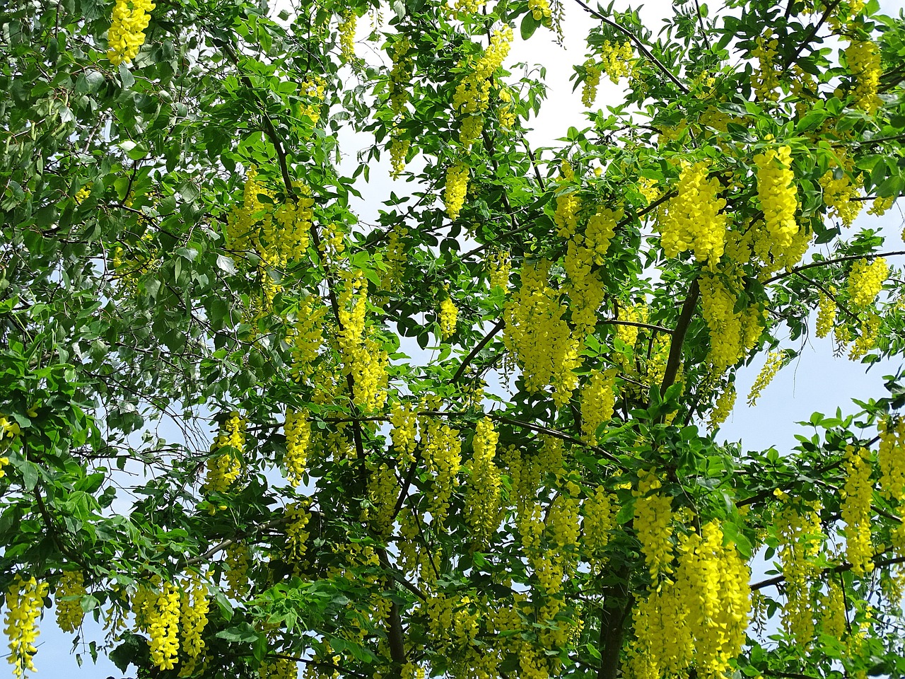 Laburnum, Medis, Krūmas, Gamta, Žalias, Geltona, Augalas, Pavasaris, Dangus, Miškas