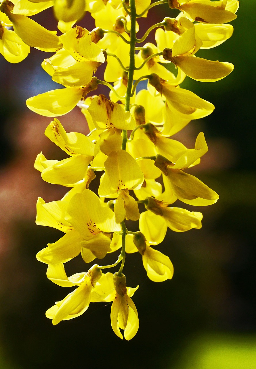 Laburnum, Žydėjimo Laikas, Panicle, Vasaros Pradžia, Birželis, Geltona, Šviesus, Nemokamos Nuotraukos,  Nemokama Licenzija