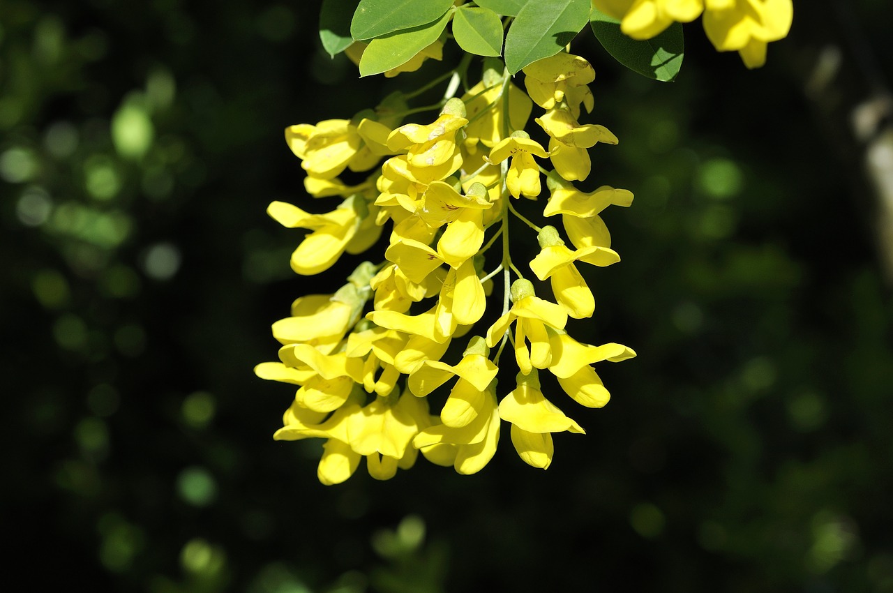 Laburnum, Augalas, Sodas, Gėlės, Geltona, Gamta, Uždaryti, Nemokamos Nuotraukos,  Nemokama Licenzija