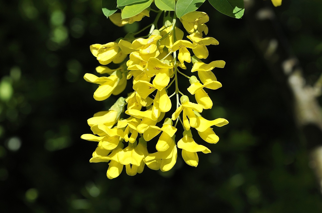 Laburnum, Augalas, Gėlės, Geltona, Gamta, Sodas, Pavasaris, Uždaryti, Nemokamos Nuotraukos,  Nemokama Licenzija