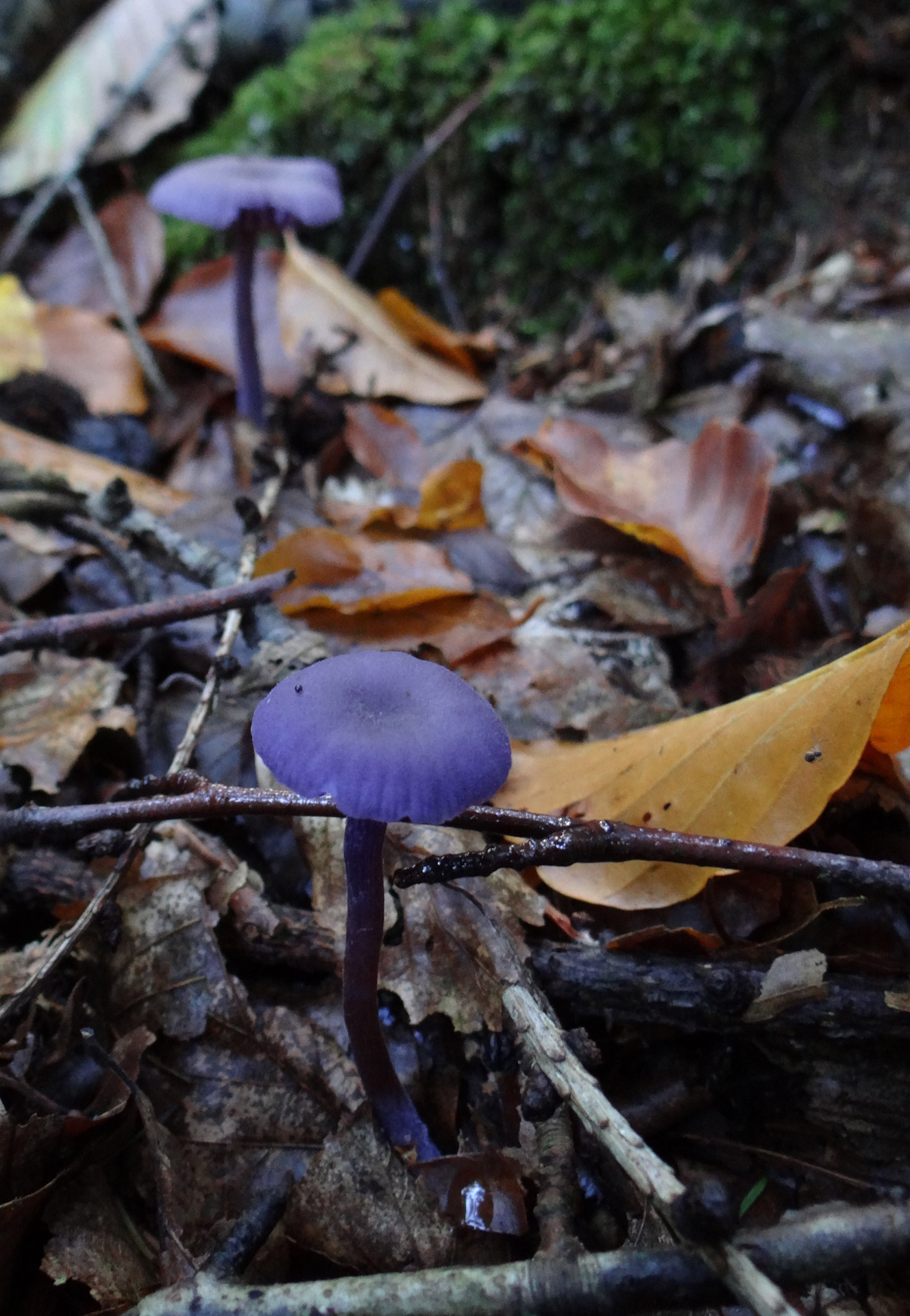 Miškas,  Buko & Nbsp,  Miškas,  Ruduo,  Rinkti & Nbsp,  Grybus,  Actas,  Piltuvėlis & Nbsp,  Linge,  Accarla-Amethystea