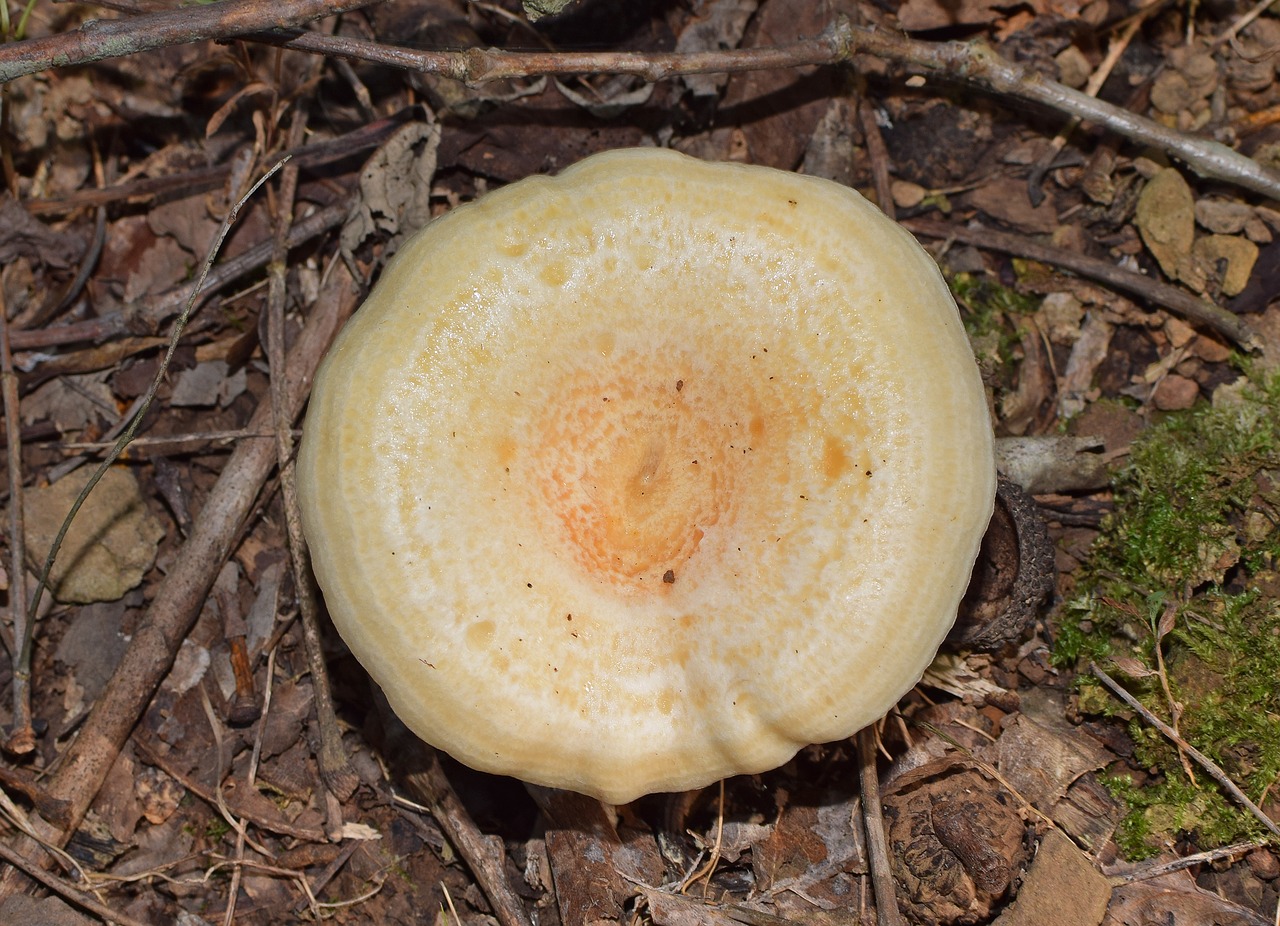 Lactarius Deliciosus Grybai, Grybai, Grybai, Augalas, Gamta, Miško Paklotė, Vasara, Valgomieji, Nemokamos Nuotraukos,  Nemokama Licenzija