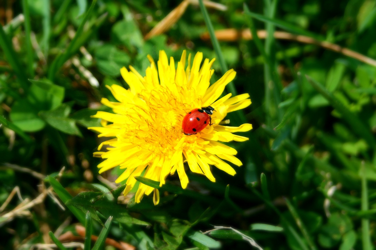 Lady, Klaida, Klaidas, Boružė, Vabzdys, Kiaulpienė, Gėlė, Kiaulpienės, Gėlės, Geltona