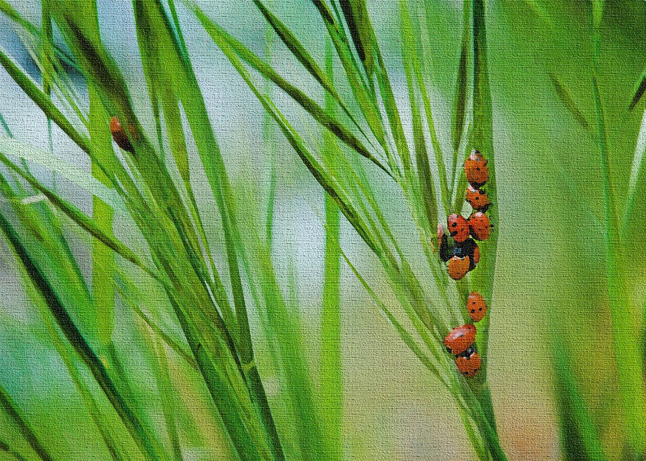 Lady Bugs, Žalias, Žolė, Vabzdys, Boružė, Nemokamos Nuotraukos,  Nemokama Licenzija