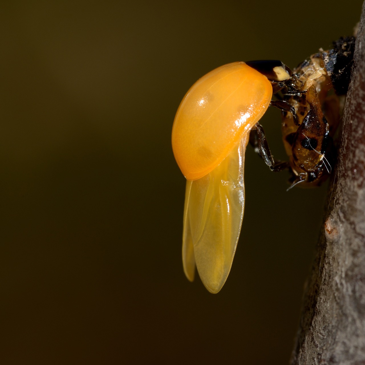 Gimdymas, Boružė, Geltona, Klaida, Vabzdžiai, Naujagimis, Coccinellidae, Coccinella, Nemokamos Nuotraukos,  Nemokama Licenzija