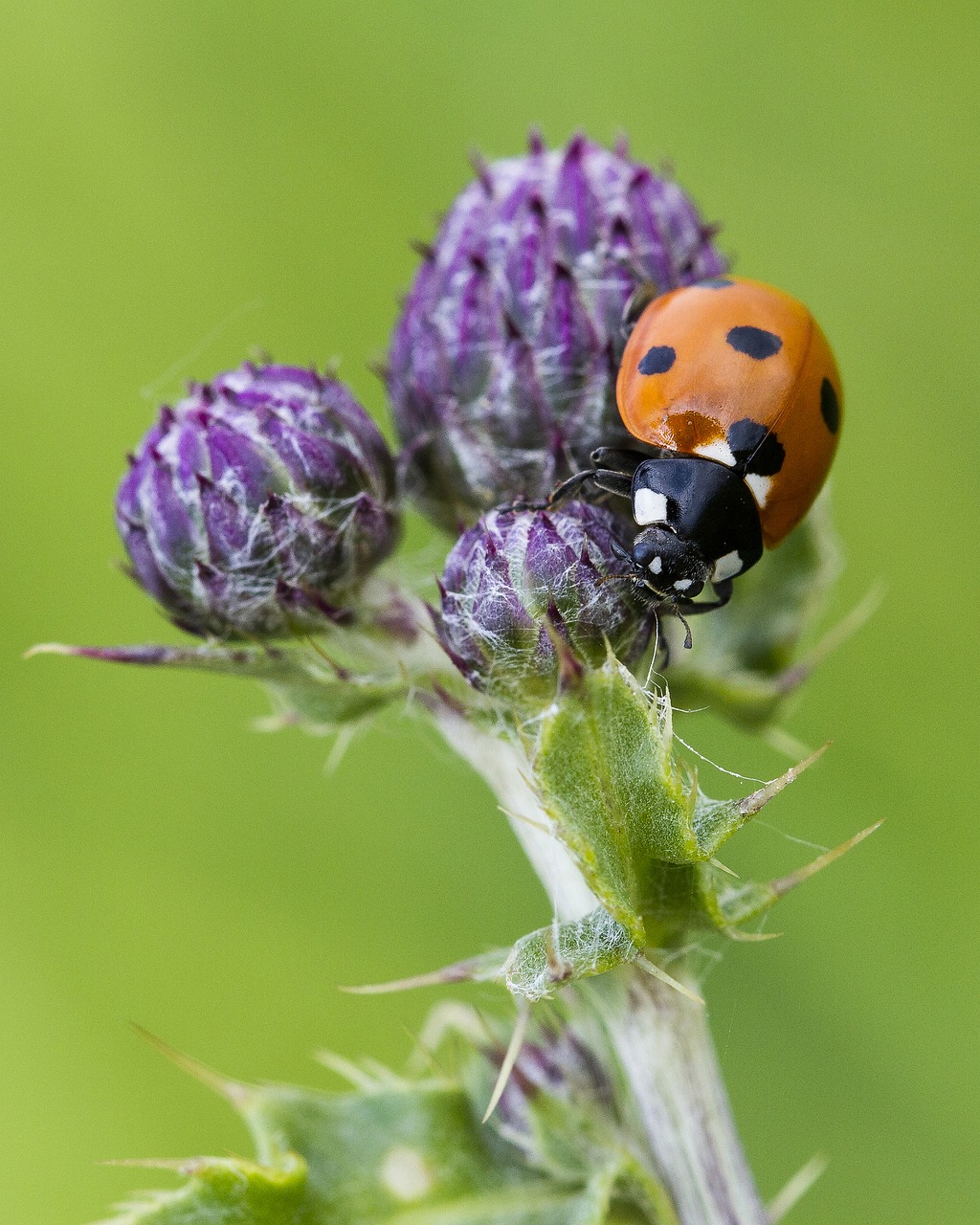 Berniukas, Vabzdys, Drakonas, Laukiniai, Gėlė, Wildflower, Uk, Vasara, Nemokamos Nuotraukos,  Nemokama Licenzija