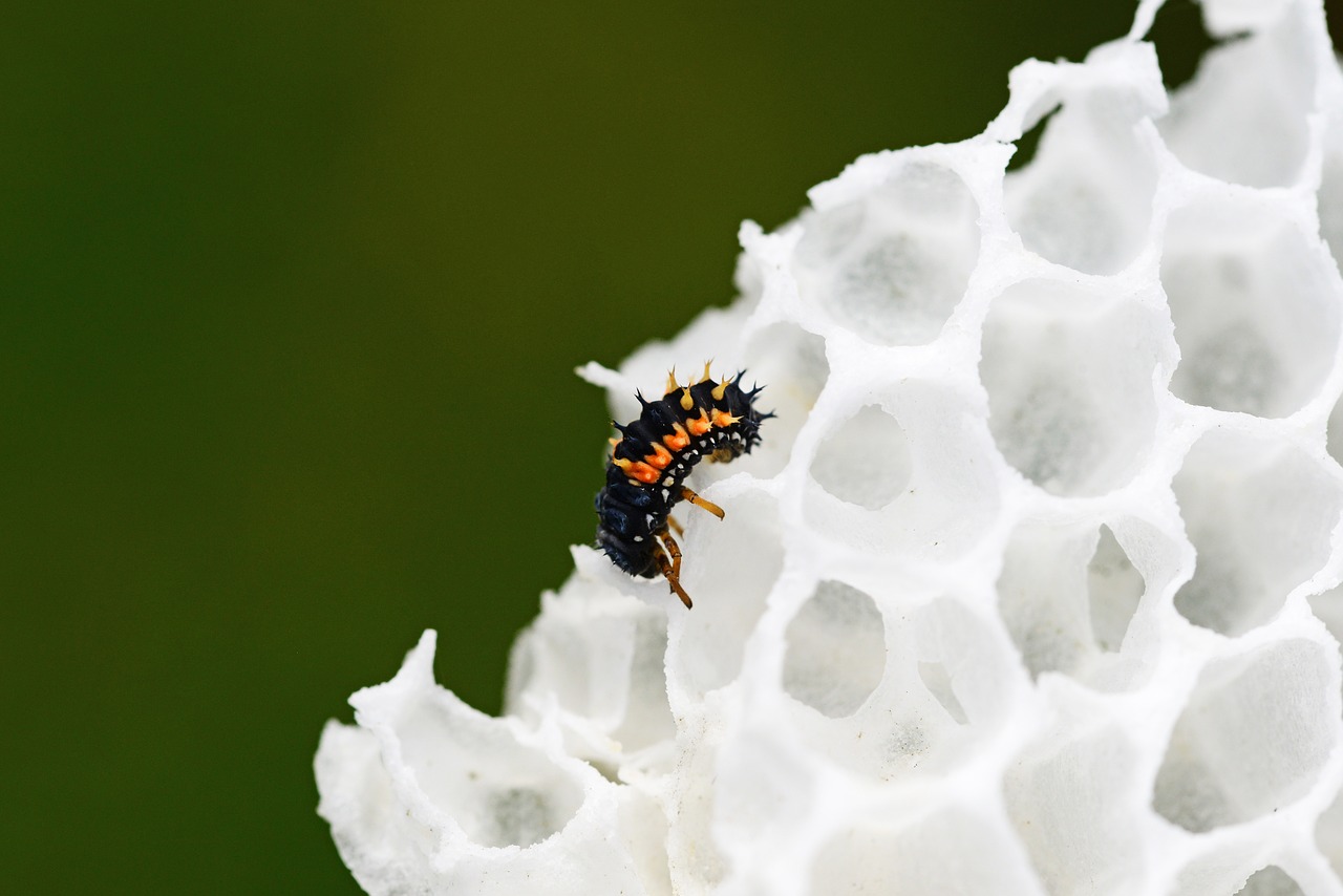 Briedžių Lervos, Vaško Šukos, Arlequin Ladybird Larvae, Jaunas, Gamta, Laukiniai, Iš Arti, Nemokamos Nuotraukos,  Nemokama Licenzija