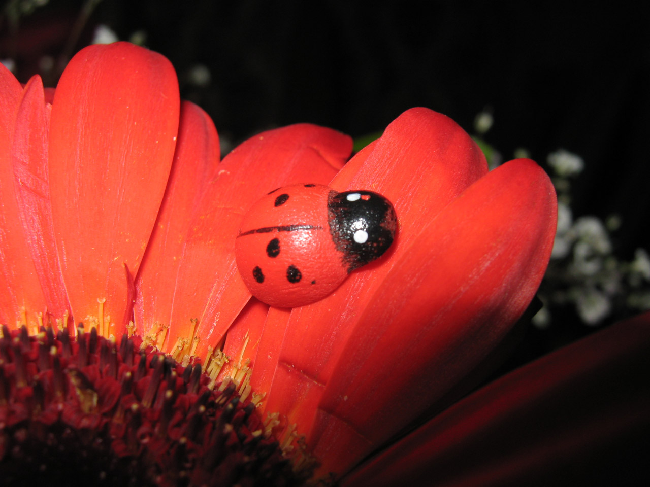 Berniukas,  Gėlė,  Oranžinė,  Gerbera,  Berniukas Ant Oranžinės Gerberos, Nemokamos Nuotraukos,  Nemokama Licenzija