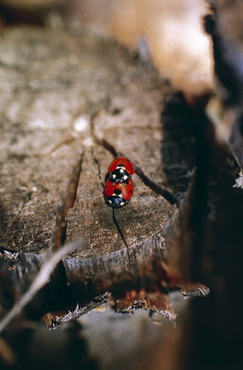 Boružė, Berniukas, Vabalas, Vabzdys, Gamta, Raudona, Laukinė Gamta, Fauna, Makro, Mažas