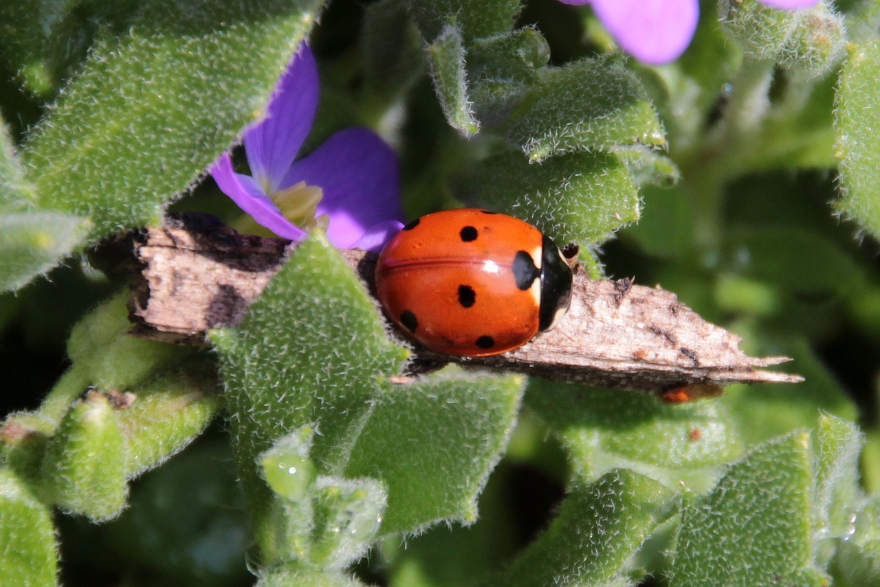 Boružė, Vabalas, Coccinellidae, Vabzdys, Gamta, Raudona, Taškai, Mažas, Laimingas Žavesys, Žiedas