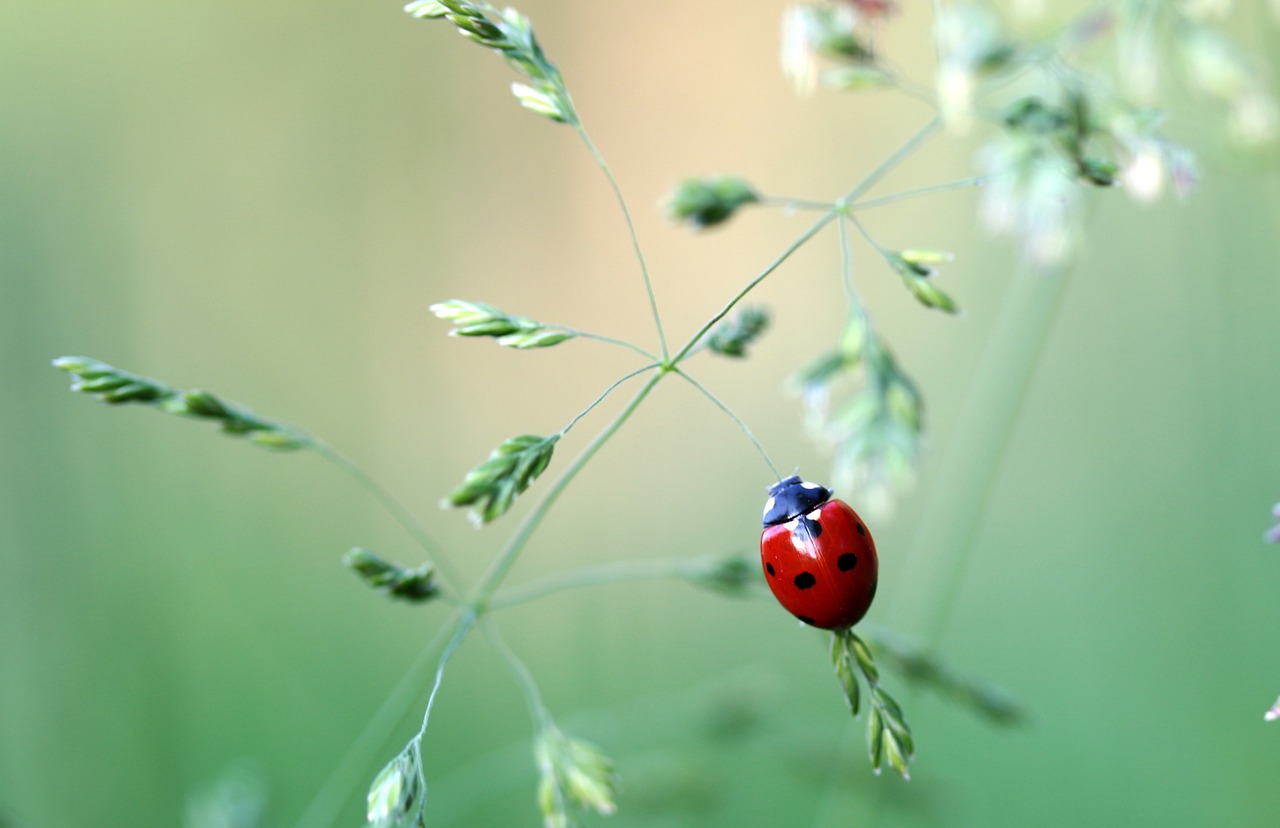 Boružė, Vabalas, Coccinellidae, Vabzdys, Gamta, Raudona, Taškai, Mažas, Laimingas Žavesys, Žolės Mentė