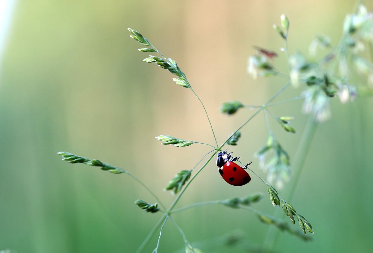 Boružė, Vabalas, Coccinellidae, Vabzdys, Gamta, Raudona, Taškai, Mažas, Laimingas Žavesys, Žolės Mentė