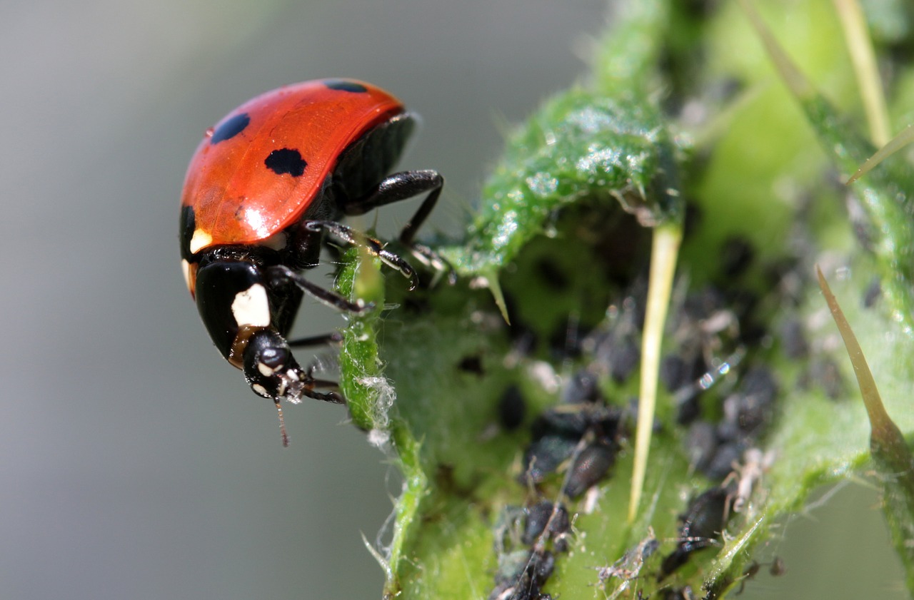 Boružė, Vabalas, Coccinellidae, Vabzdys, Gamta, Raudona, Taškai, Mažas, Laimingas Žavesys, Maitinimas