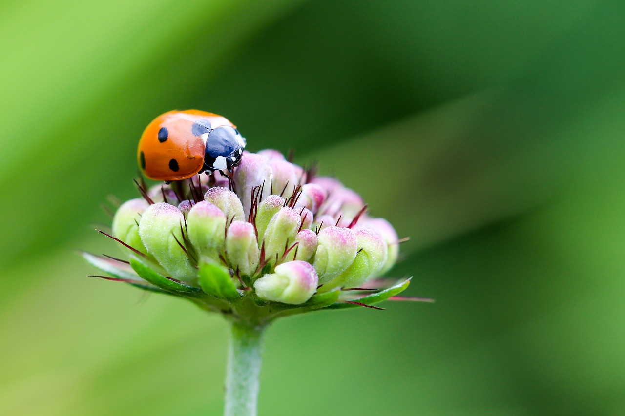 Boružė, Coccinellidae, Siebenpunkt, Vabalas, Laimingas Žavesys, Kupolas, Vabzdys, Gyvūnas, Gamta, Tinkamas Lėktuvui