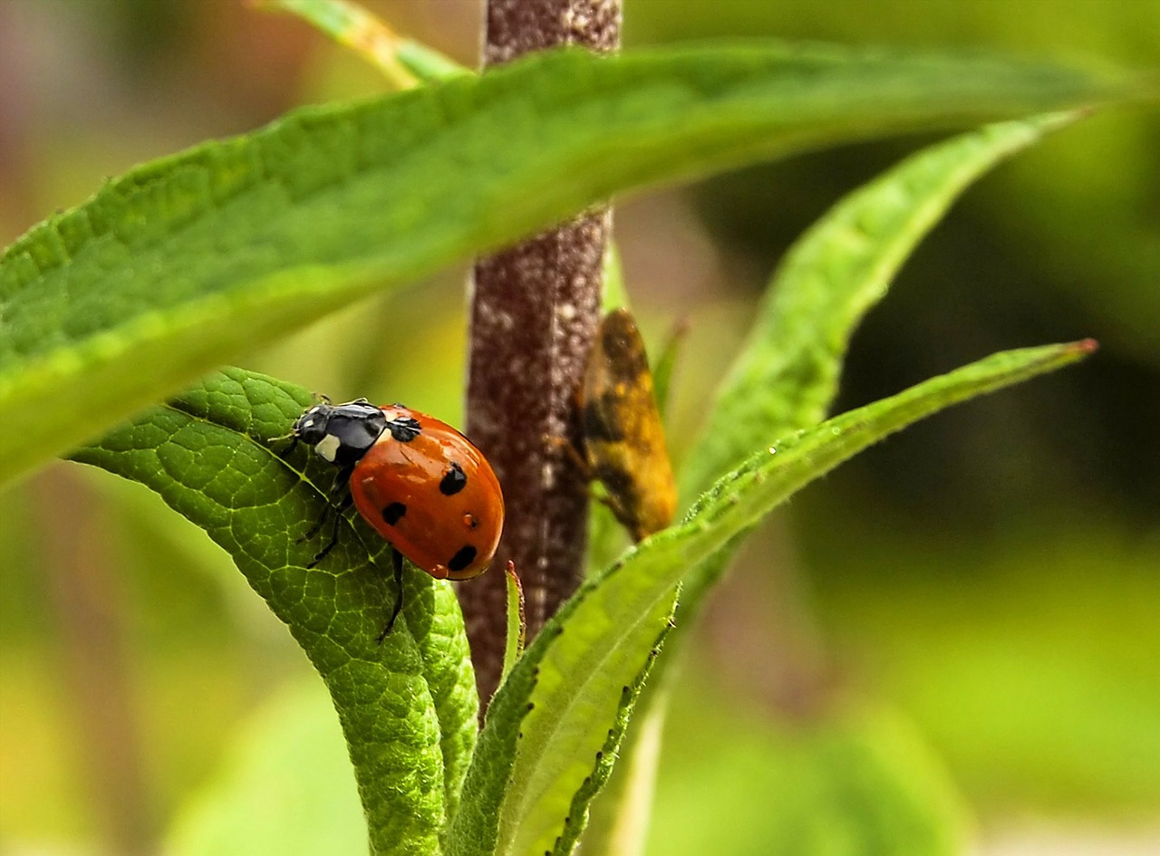 Boružė, Berniukas, Coccinellidae, Polyphaga, Vabzdys, Klaida, Žalias, Lapai, Laimingas Simbolis, Gamta