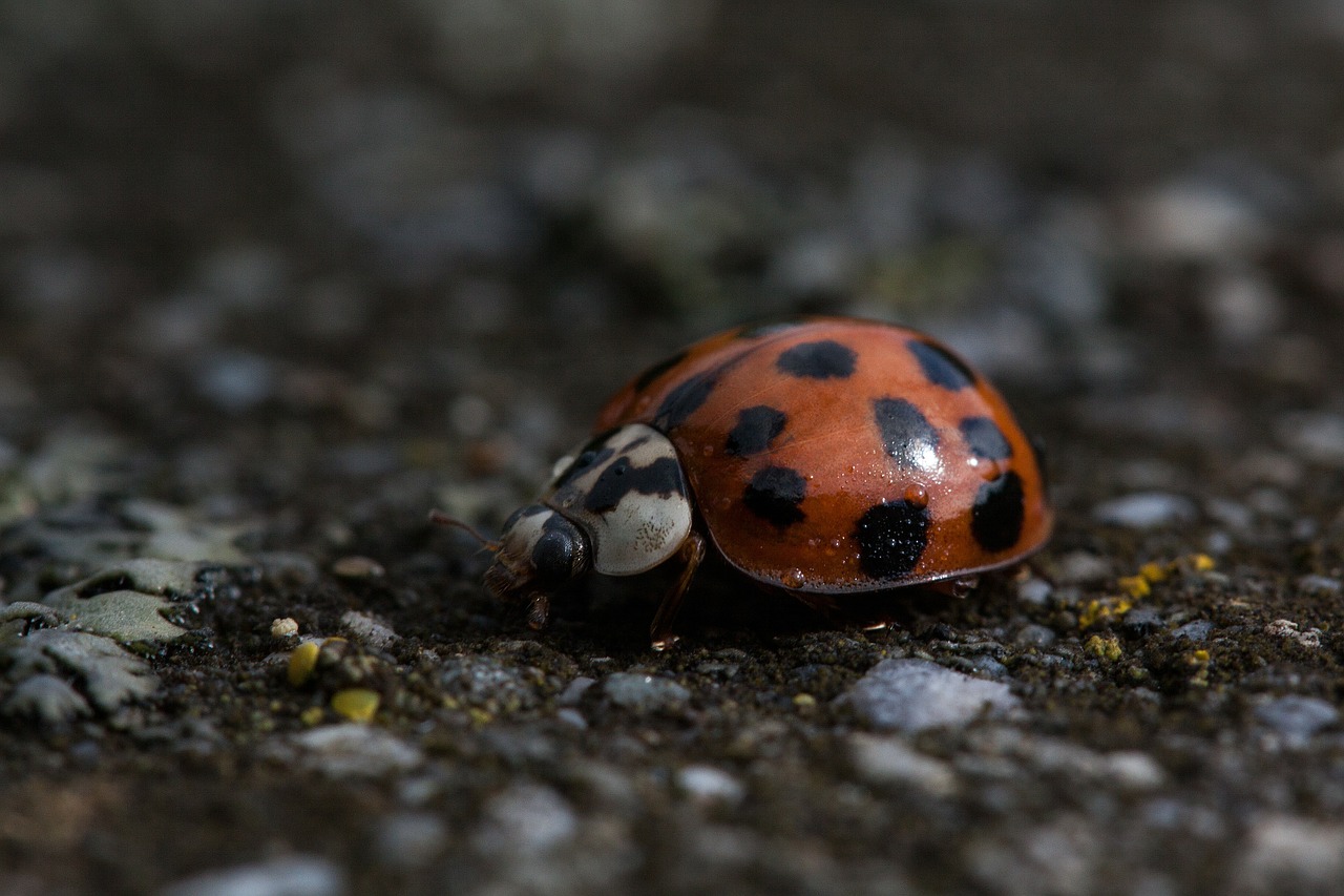 Boružė, Coccinellidae, Kupolas, Tinkamas Lėktuvui, Vabalas, Elytronas, Raudona, Taškai, Juoda, Vabzdys