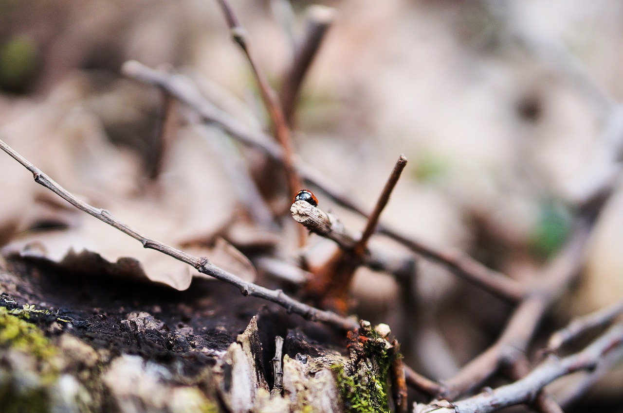 Boružė, Bokeh, Vabzdžiai, Gamta, Iš Arti, Rudens Spalvos, Nemokamos Nuotraukos,  Nemokama Licenzija