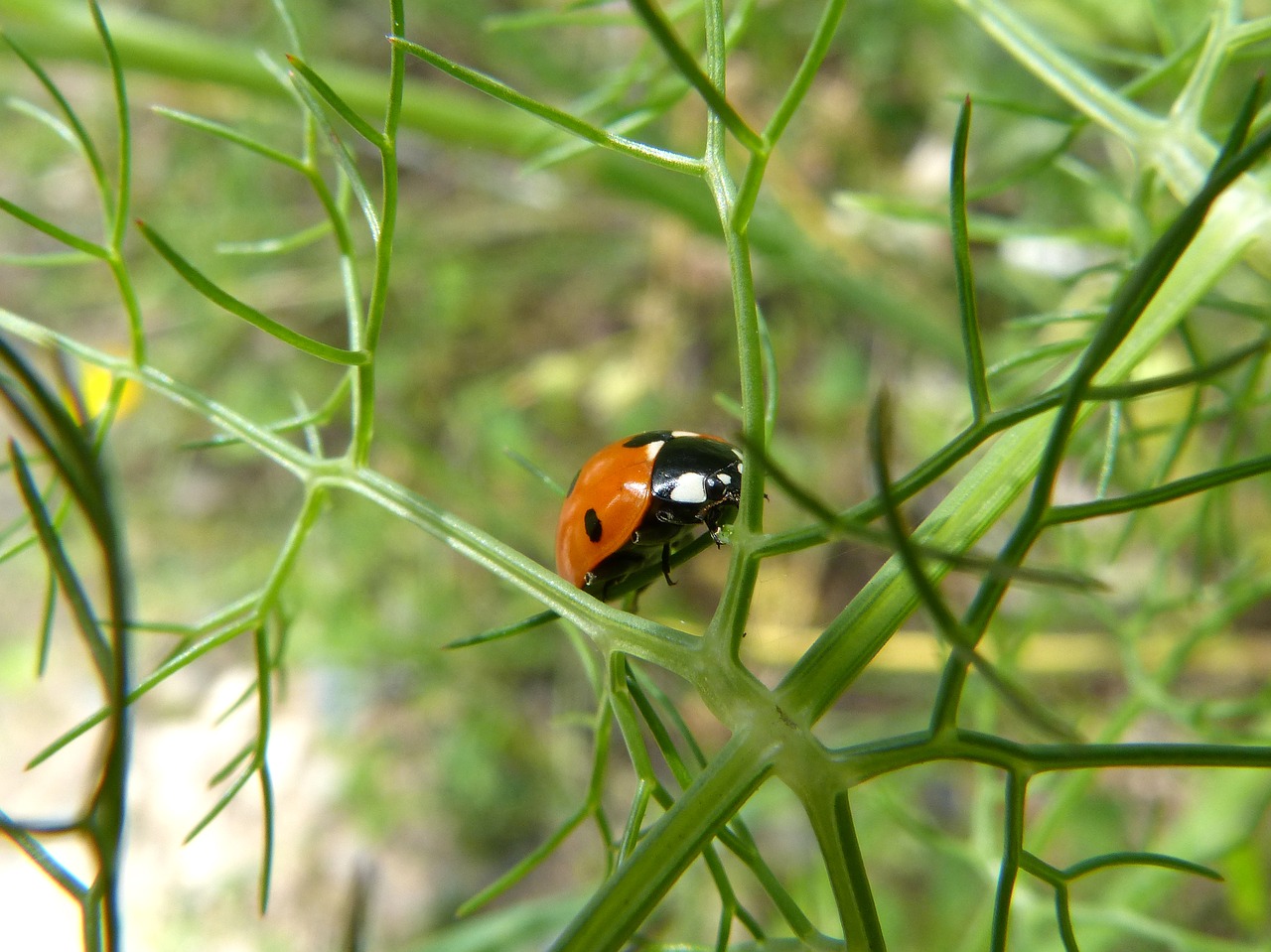 Boružė, Vabzdys, Pankolis, Coccinella Septempunctata, Nemokamos Nuotraukos,  Nemokama Licenzija