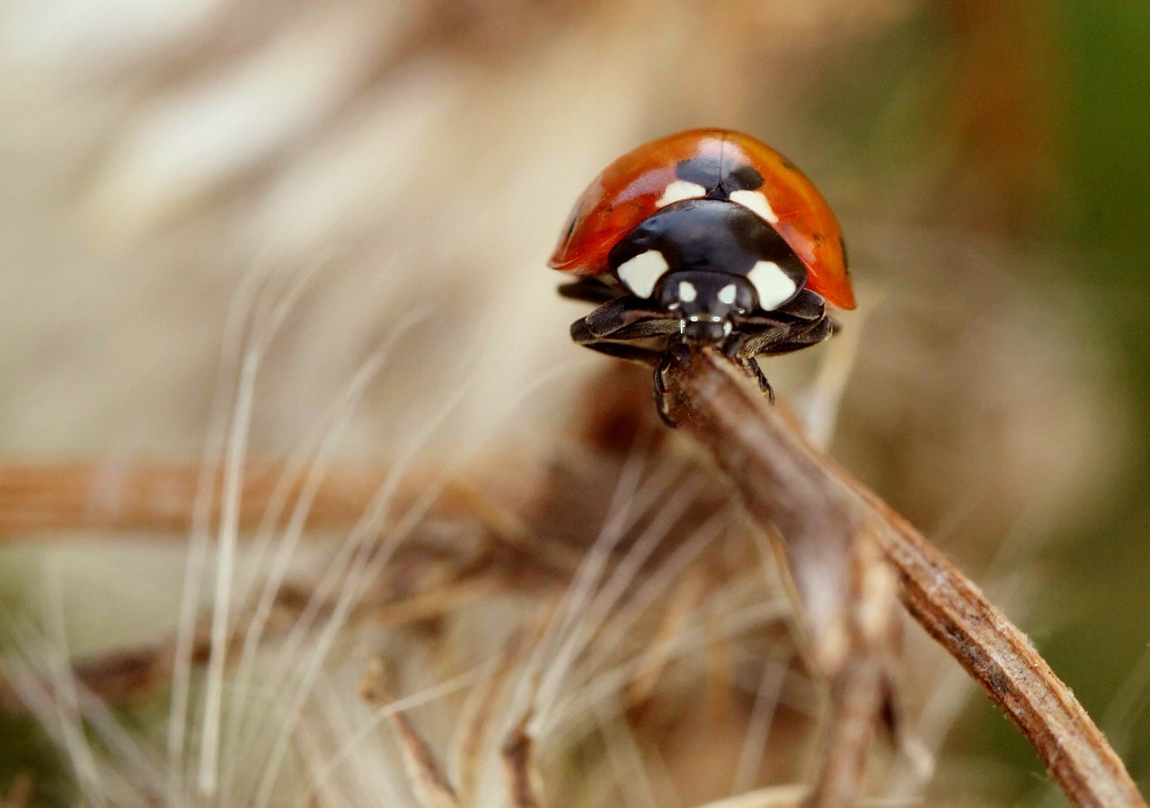 Boružė, Vabalas, Laimingas Žavesys, Sėkmė, Vabzdys, Gamta, Gyvūnai, Fauna, Makro, Uždaryti