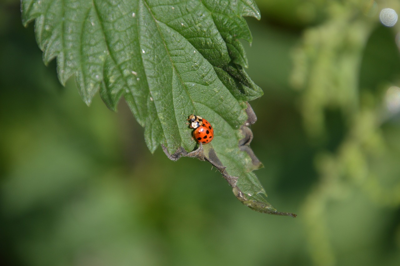 Boružė,  Coccinella Septempunctata,  Lapų,  Sodas,  Idilė,  Atsipalaiduoti, Nemokamos Nuotraukos,  Nemokama Licenzija