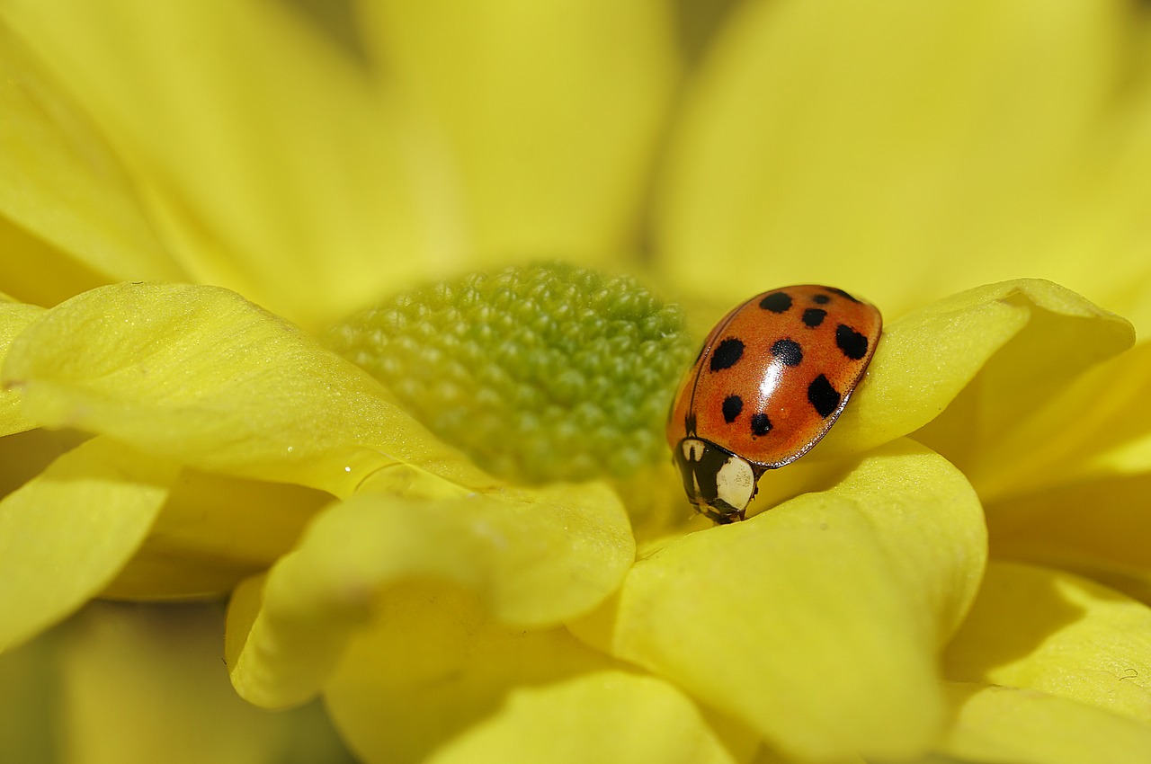 Boružė,  Geltonos Gėlės,  Daisy,  Pobūdį,  Žydėjimas, Nemokamos Nuotraukos,  Nemokama Licenzija