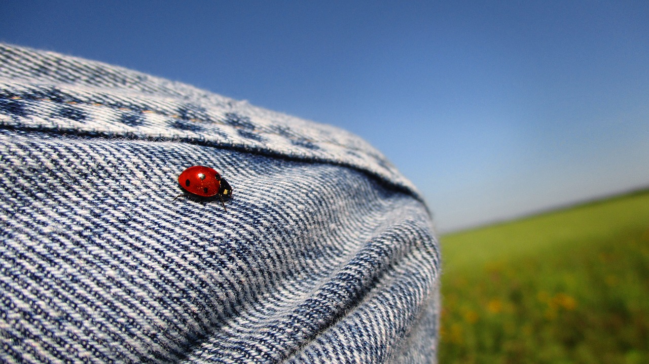 Boružė,  Coccinellid,  Vabzdys,  Makro,  Vabaliukas,  Raudona,  Mažai,  Pobūdį,  Sparnai,  Džinsai