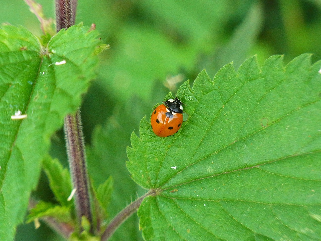 Boružė, Coccinellidae, Vabzdys, Vabalas, Gamta, Gyvūnas, Pieva, Miškas, Nemokamos Nuotraukos,  Nemokama Licenzija