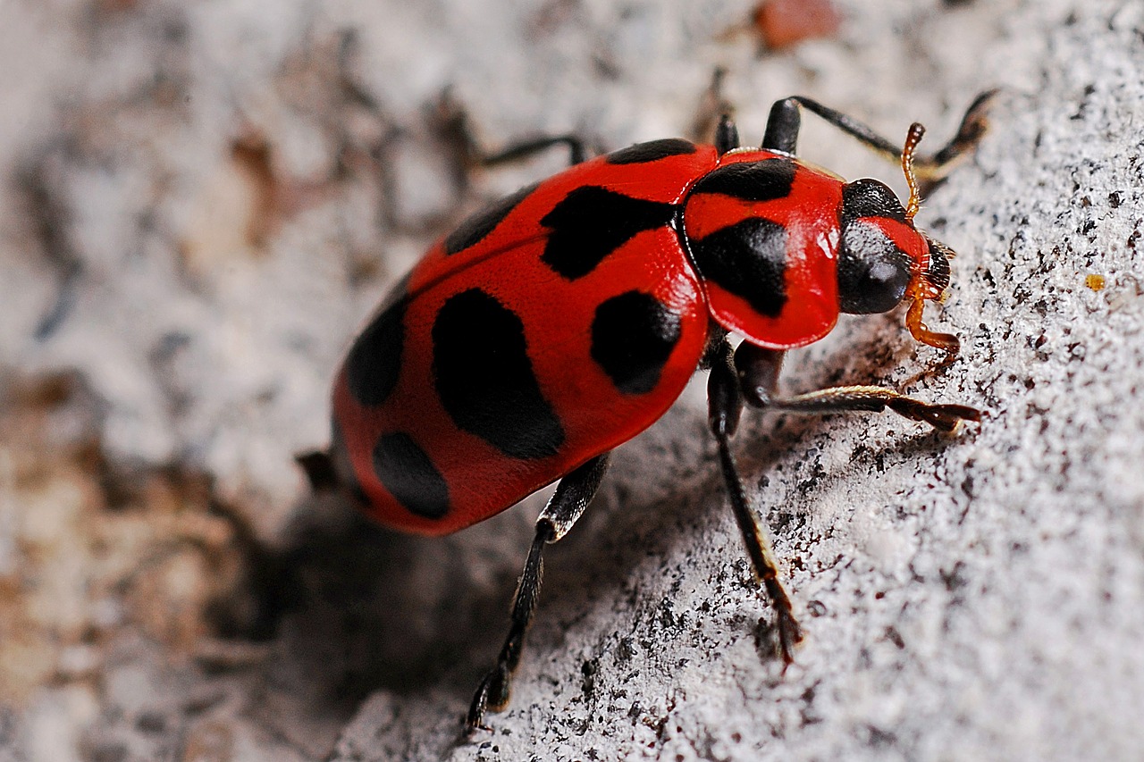 Boružė, Makro, Vabzdys, Biologija, Gamta, Vabalas, Berniukas, Entomologija, Ekologija, Klaida