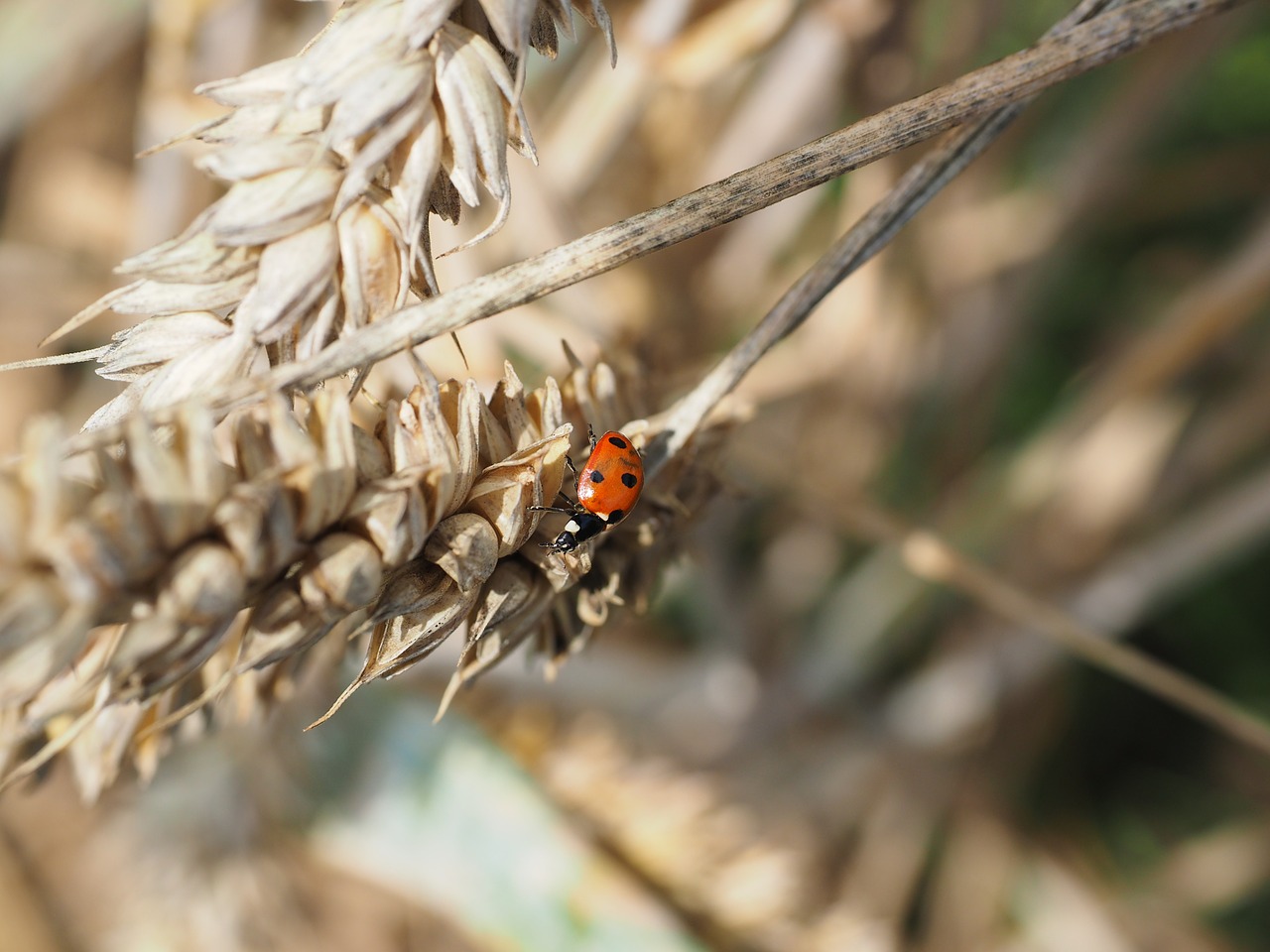 Boružė, Vabalas, Siebenpunkt, Coccinella Septempunctata, Coccinella, Gyvūnas, Vabzdys, Raudona, Pastebėtas, Kenkėjų Naikintuvas