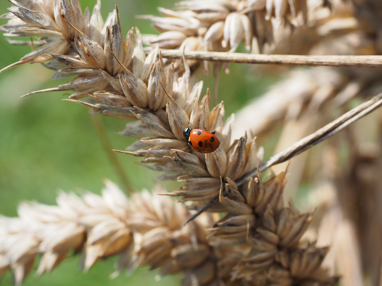 Boružė, Vabalas, Siebenpunkt, Coccinella Septempunctata, Coccinella, Gyvūnas, Vabzdys, Raudona, Pastebėtas, Kenkėjų Naikintuvas