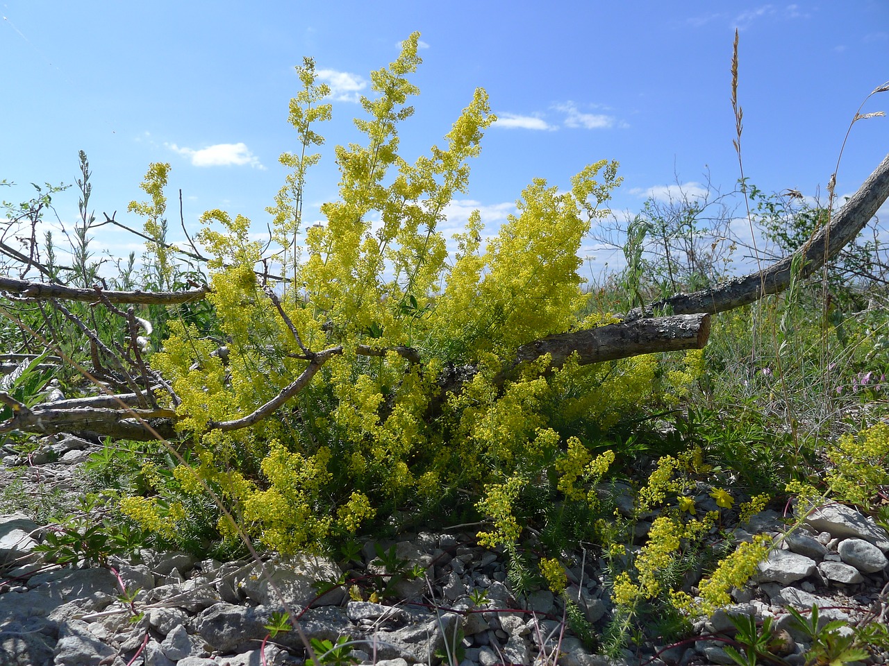 Ladys Bedstraw, Filialas, Žvyro Paplūdimys, Olandų, Nemokamos Nuotraukos,  Nemokama Licenzija