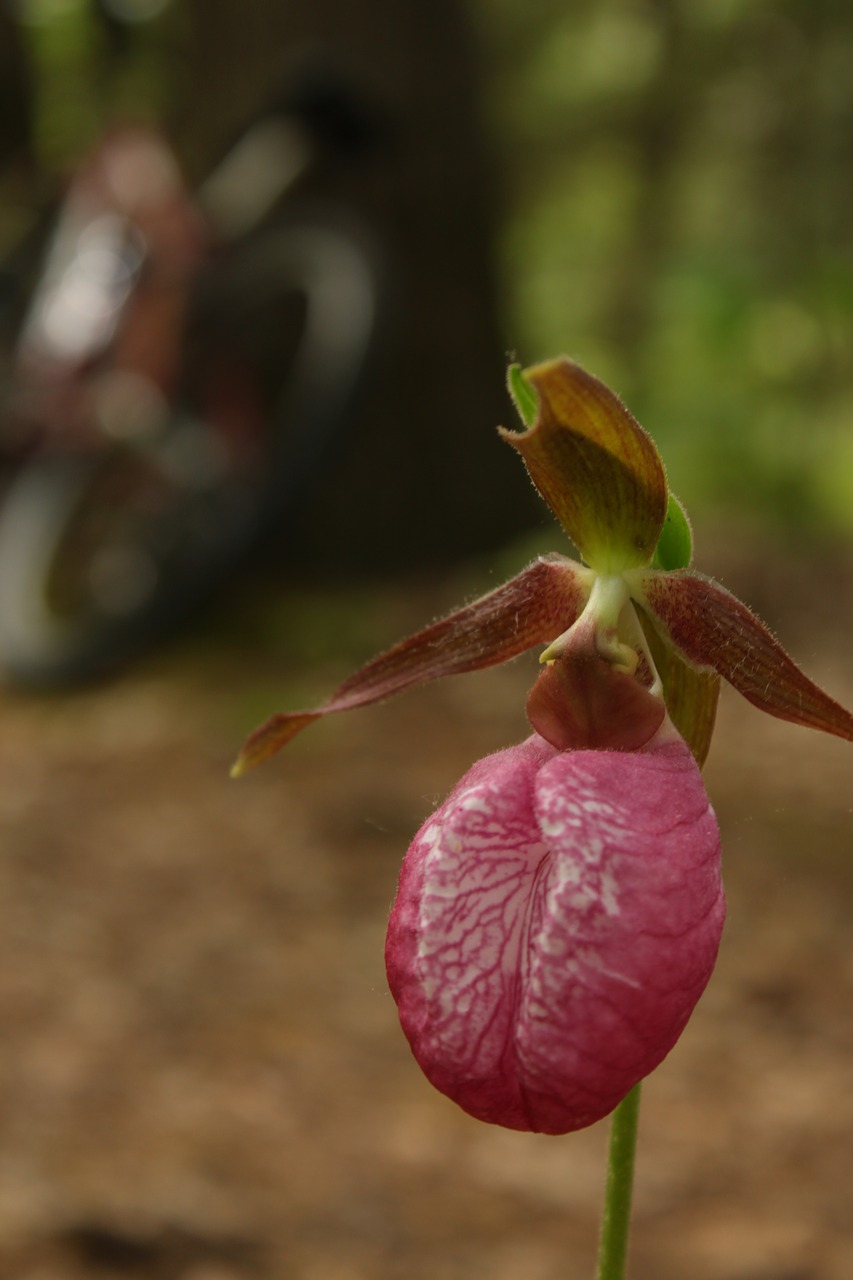 Motinos Šlepetė,  Orchidėjų,  Žygiai,  Gamta, Nemokamos Nuotraukos,  Nemokama Licenzija