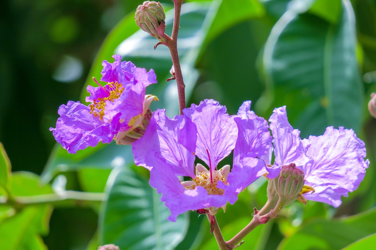 Lagerstroemia,  Gėlė,  Augalų,  Laukinių Gėlių,  Hua Xie,  Raudona,  Natūralus,  Žydėjimo,  Gražus Uostas,  Closeup Of Gėlių Šaudyti