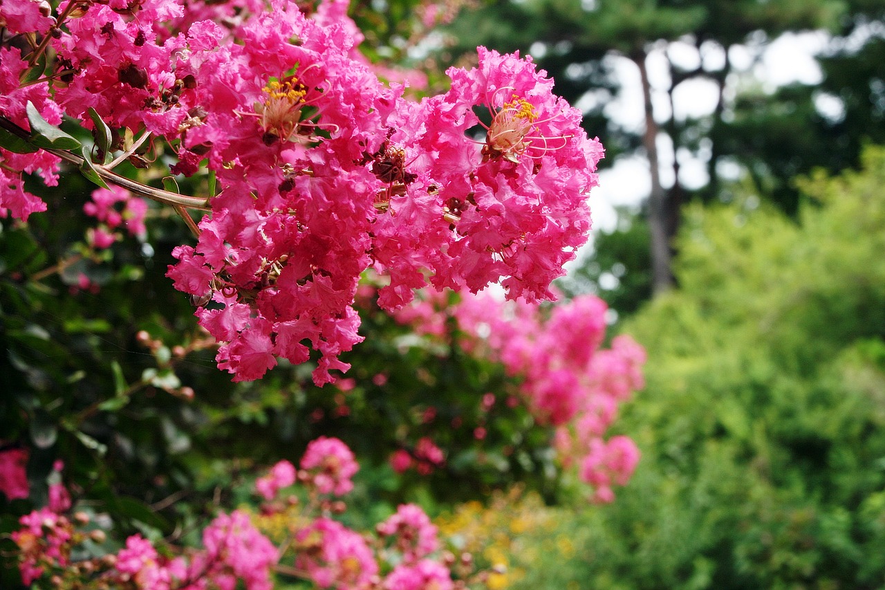 Lagerstroemia Indica, Krabų Mirtų Medžiai, Ketvirtadienis Krabas Mirtas, Dabar Mes, Vynuogių Mirtis, Nemokamos Nuotraukos,  Nemokama Licenzija