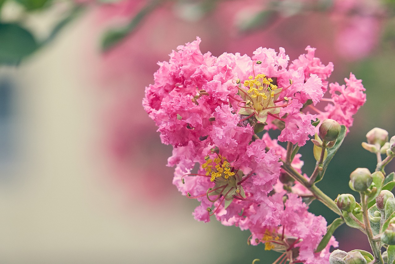 Lagerstroemia Indica, Vintage, Vasara, Nemokamos Nuotraukos,  Nemokama Licenzija