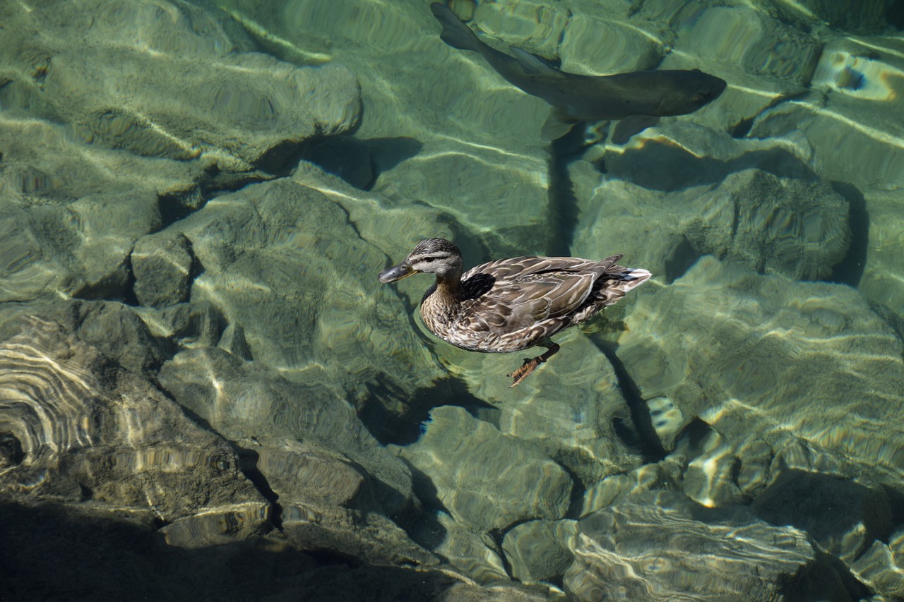 Ežeras, Žuvis, Antis, Skaidrus Vanduo, Gamta, Bergsee, Nemokamos Nuotraukos,  Nemokama Licenzija