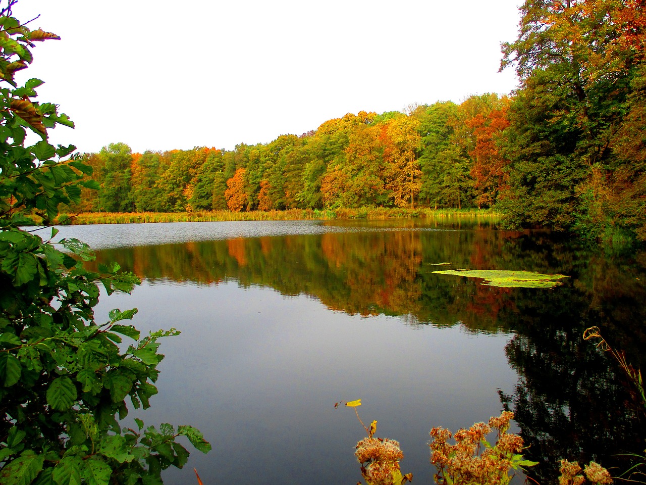 Ežeras, Miškas, Waldsee, Gamta, Kraštovaizdis, Rudens Miškas, Idilija, Poilsis, Ramus, Nuotaika