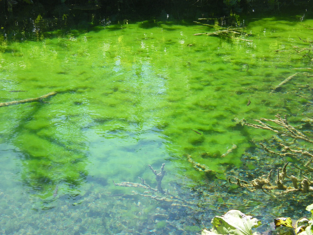 Ežeras, Veidrodis, Vandens Augalai, Kroatija, Plittvice, Kalkės, Žalias, Švarus, Sukepintas, Nemokamos Nuotraukos