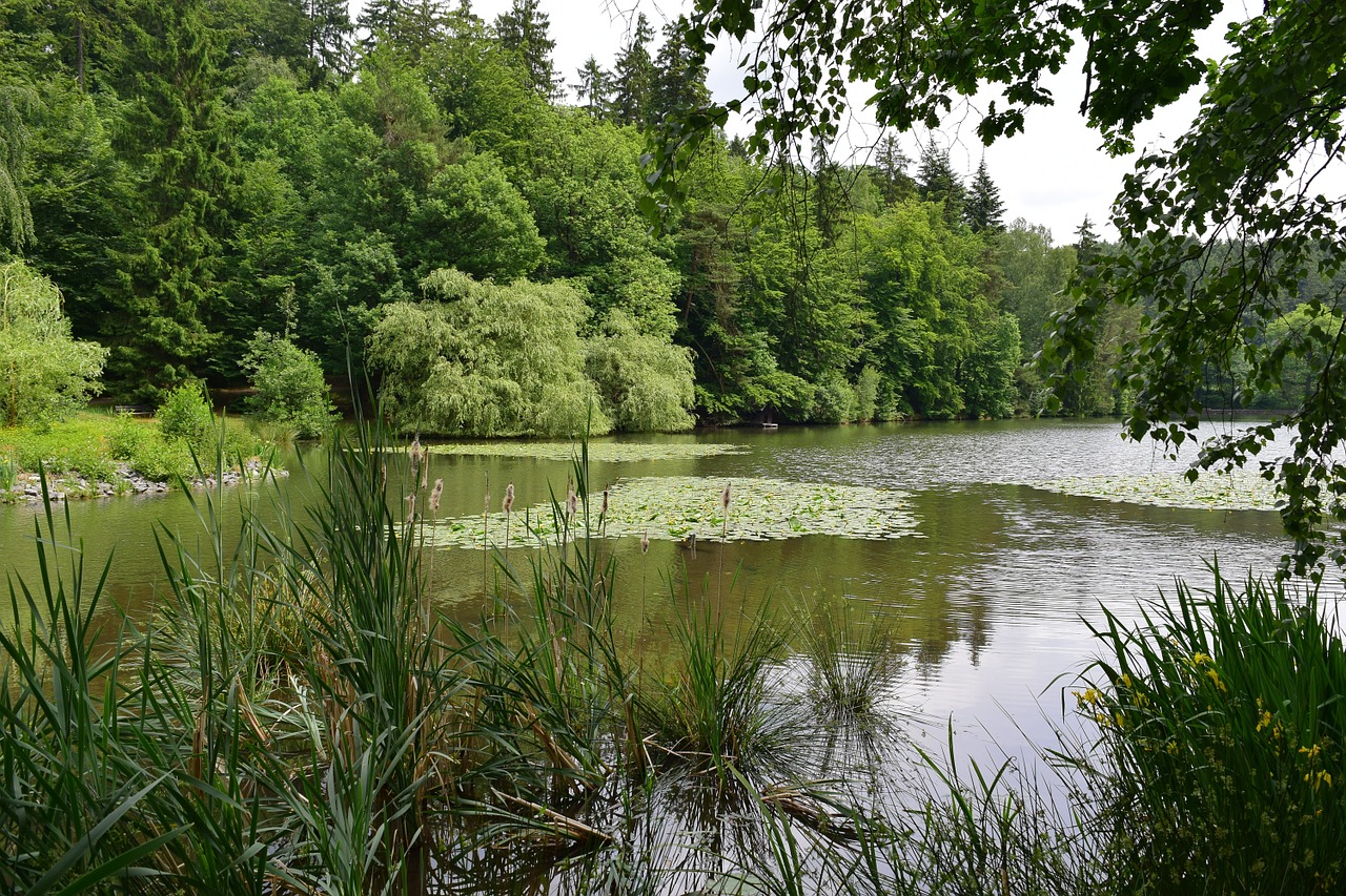 Ežeras, Tvenkinys, Nuphar, Nendrė, Iris, Kelionės Tikslas, Bloga Sachsa, Vanduo, Medžiai, Gamta