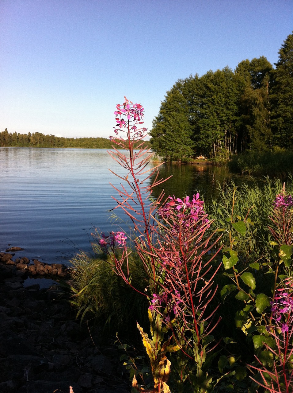 Ežeras, Gėlės, Miškas, Vasara, Vasaros Gėlės, Gamta, Gėlė, Augalas, Augalai, Švedija