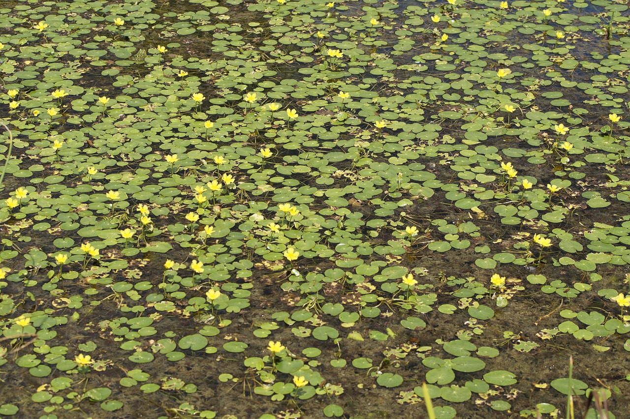 Ežeras, Geltona, Geltonas Teichrosenas, Žydėti, Nuphar, Vandens Lelijos, Vandenys, Tvenkinys, Žalias, Vandens Augalai