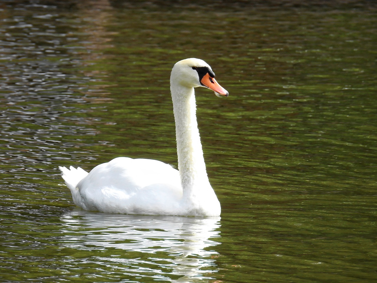 Ežeras, Vanduo, Gamta, Gulbė, Gyvūnas, Paukštis, Vandens Paukštis, Vandenys, Schwimmvogel, Tvenkinys