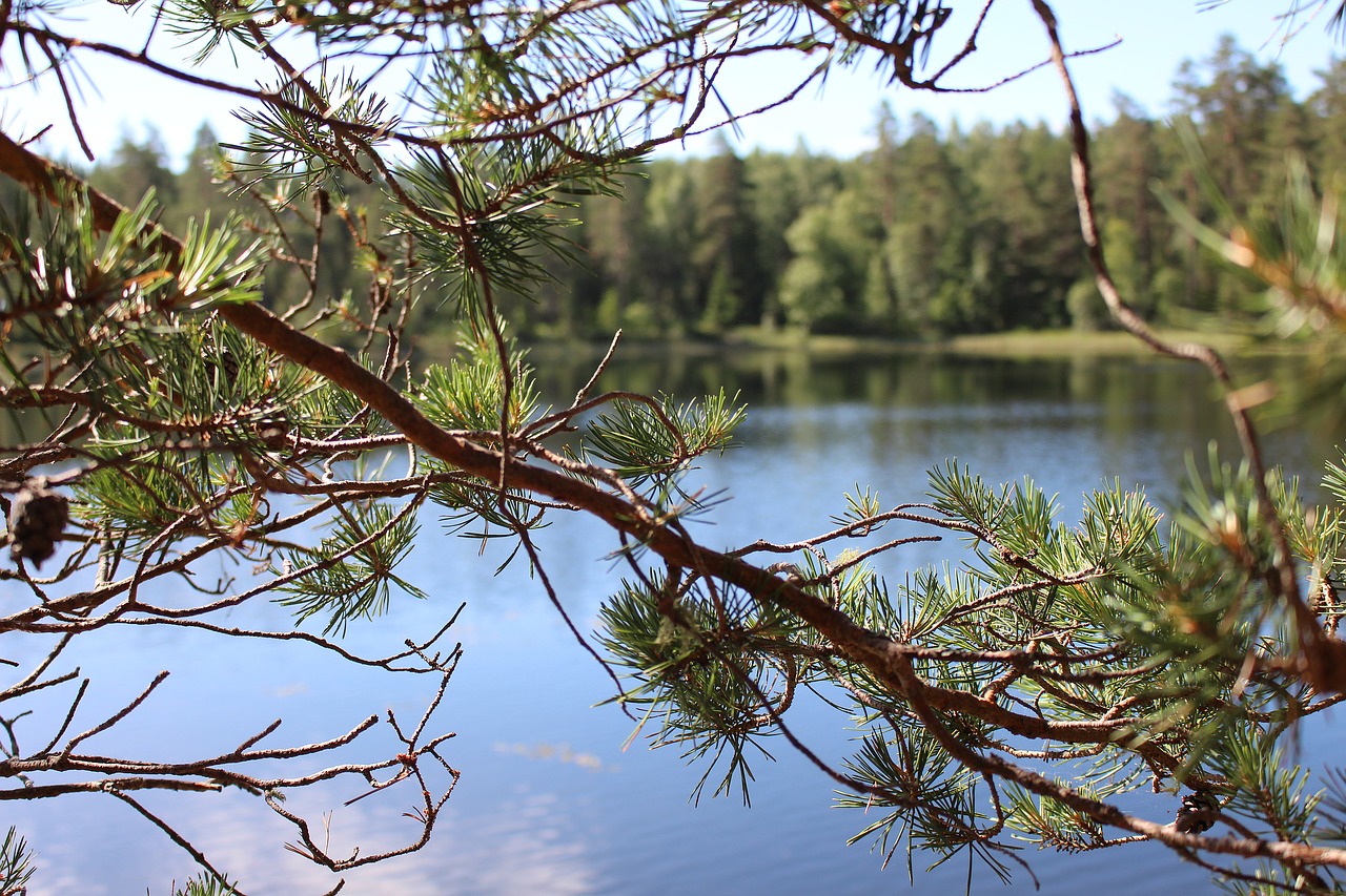 Ežeras, Švedija, Filialas, Paslėpta, Vaizdas, Miškas, Nemokamos Nuotraukos,  Nemokama Licenzija