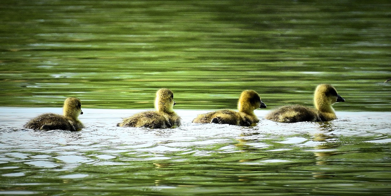 Ežeras,  Pobūdį,  Jaunų Žąsų,  Pavasaris,  Vandens Paukštis, Nemokamos Nuotraukos,  Nemokama Licenzija