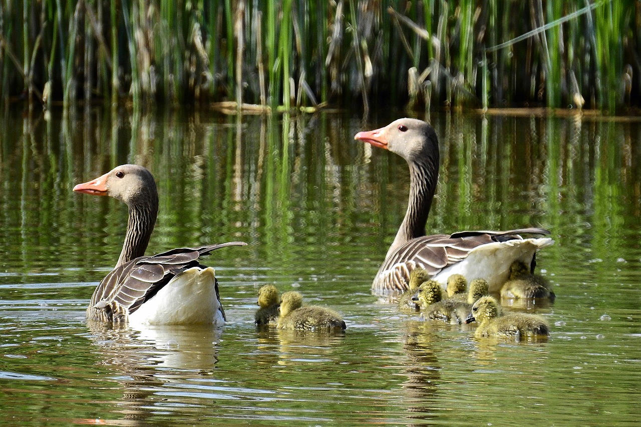 Ežeras,  Paukščiai,  Gamta, Nemokamos Nuotraukos,  Nemokama Licenzija