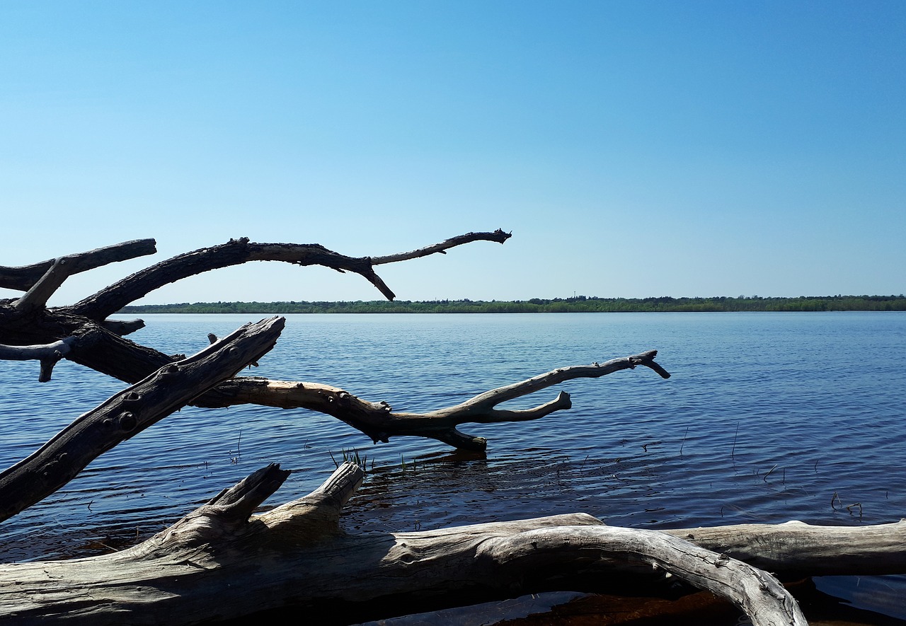 Ežeras,  Upė,  Vandens,  Sunny,  Peizažas,  Dangus,  Pobūdį,  Mediena,  Driftwood,  Mėlyna